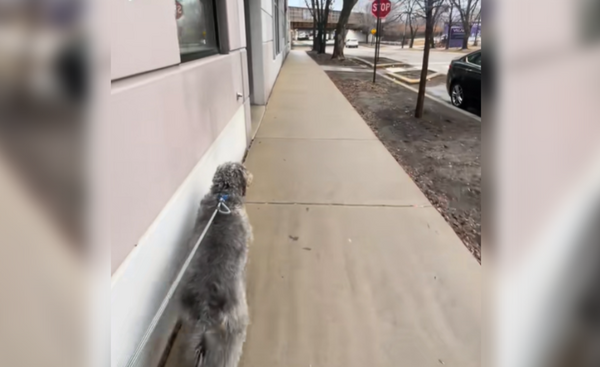 聰明汪散步「無視停止路牌」竟加速暴衝　主人曝真相：超級心機。（圖／翻攝自TikTok／alaynasimone）