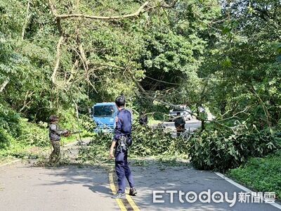 強風狂吹！桃園山區大樹倒下橫躺路中　交通中斷住戶停電