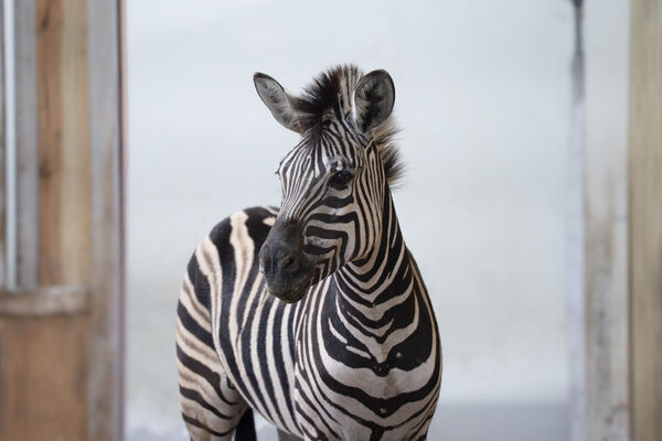 馬年搬馬！台南斑馬移居台北市立動物園　路程中淡定吃草