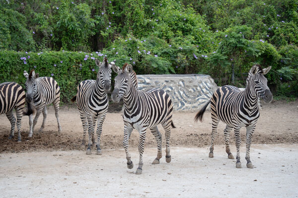 斑馬樹格登搬家。（圖／台北市立動物園提供）