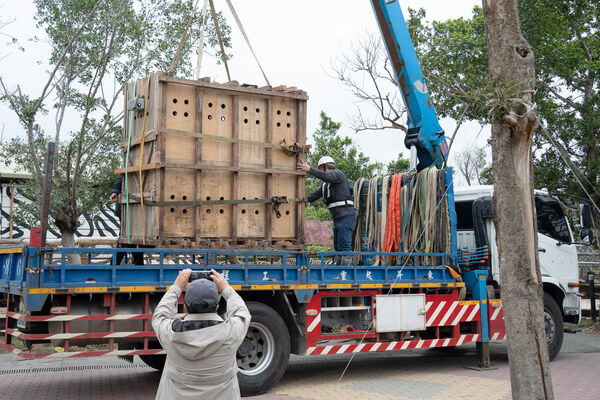 斑馬樹格登搬家。（圖／台北市立動物園提供）