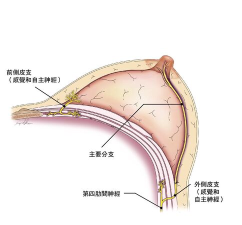 ▲▼自體肋間神經移植重建乳房感覺。（圖／長庚醫院提供）