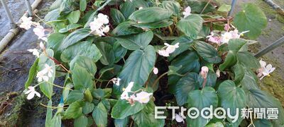 瀕危九九峰秋海棠　林業署號召與在地社區、學校攜手復育