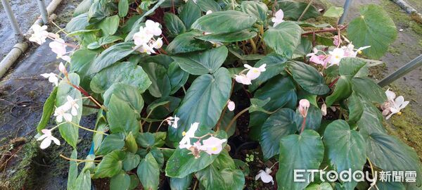 ▲九九峰秋海棠在魚池苗圃育苗情形。（圖／林業保育署南投分署提供，下同）