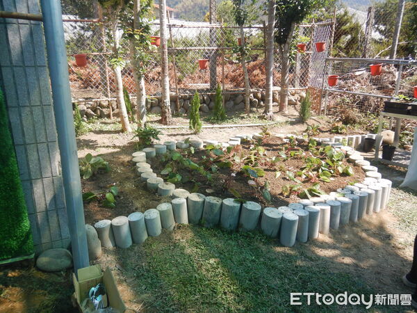 ▲林業保育署南投分署與在地社區攜手復育九九峰秋海棠(EN)。（圖／林業保育署南投分署提供）