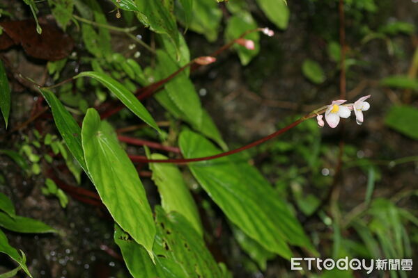 ▲九九峰秋海棠依參考文獻顯示，目前僅分布於九九峰地區。。（圖／林業保育署南投分署提供）