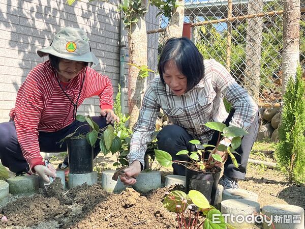 ▲平林社區居民栽種九九峰秋海棠情形。（圖／林業保育署南投分署提供）