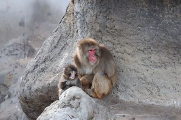 粉絲擔心Panchi被霸凌質疑「為搏同情」　園方再發聲明