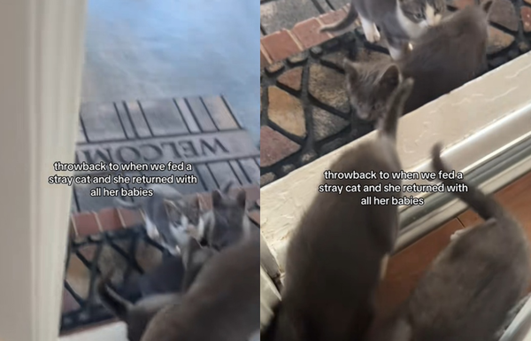 女餵浪貓意外獲驚喜　幾天後「一窩小貓外送上門」傻：全家來蹭飯