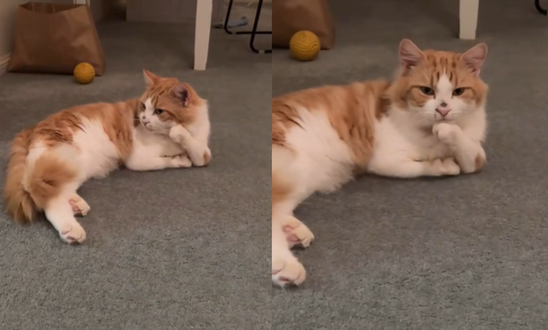 2條前腿天生畸形彎曲　橘白貓獨特「托腮沉思」姿勢圈粉百萬人