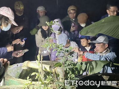 快來森林大夜班！「螢光悄俏話」夜間探索　線上報名要快