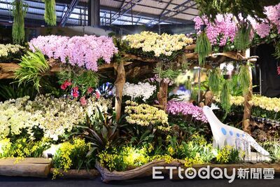 從日本紅回台灣！超萌「蘭獸」現身台灣國際蘭展　周邊商品掀收藏潮