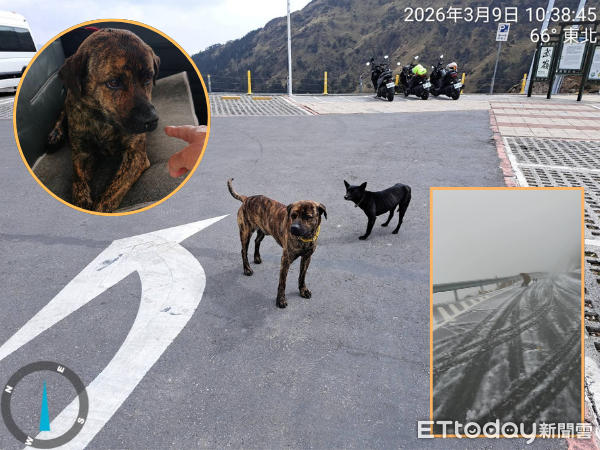 ▲合歡山下雪2毛孩被陌生人帶上山野放　救援成功：看見媽咪秒哭哭。（圖／社團法人浪愛有巢 吳所謂提供，請勿隨意翻拍，以免侵權。）