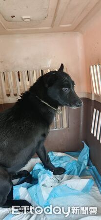 ▲合歡山下雪2毛孩被陌生人帶上山野放　救援成功：看見媽咪秒哭哭。（圖／社團法人浪愛有巢 吳所謂提供，請勿隨意翻拍，以免侵權。）