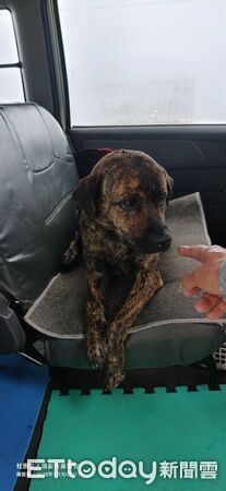 ▲合歡山下雪2毛孩被陌生人帶上山野放　救援成功：看見媽咪秒哭哭。（圖／社團法人浪愛有巢 吳所謂提供，請勿隨意翻拍，以免侵權。）