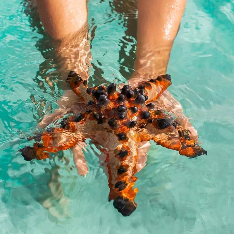超值遊峇里 親子共譜海洋奇緣（圖／Marine Safari Bali）