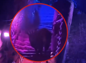 羊還是鹿？遊客夜爬華山偶遇「神獸」　保育專家：是「天馬」