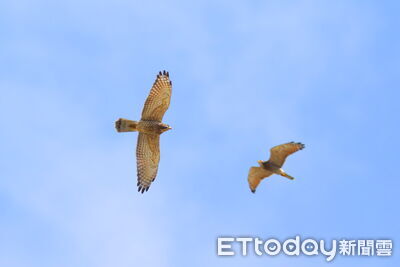 逾5萬隻灰面鵟鷹過境！八卦山賞鷹季週末登場　估3月下旬達高峰