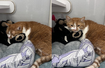 4歲貓被送進收容所「整天緊抱熊娃」　心碎紙條曝：不能分開牠們