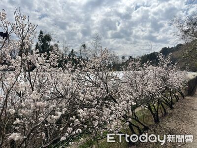 清境農場推草原體驗×梅峰春之饗宴兩日遊　3/14起每日出發