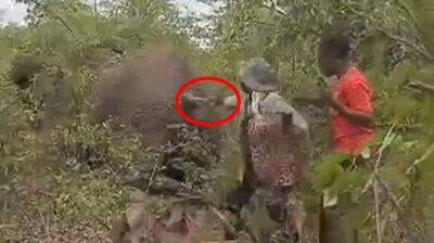 猛拉大象尾巴！她嘻笑挑釁「被當場踩死」　政府拒賠償