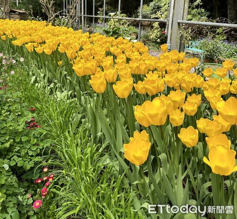 ▲春遊清境騎馬看綿羊，再訪梅峰花海兩日遊。。（圖／清境農場提供）