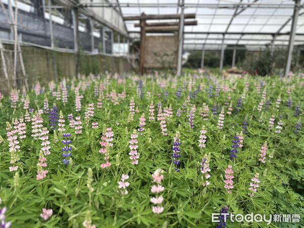 ▲春遊清境騎馬看綿羊，再訪梅峰花海兩日遊。。（圖／清境農場提供）