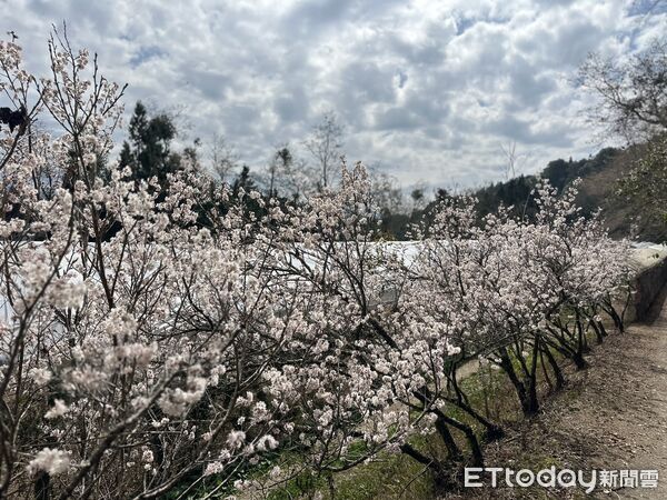 ▲清境農場推出春遊騎馬看綿羊、再訪梅峰花海兩日遊行程。（圖／清境農場提供，下同）