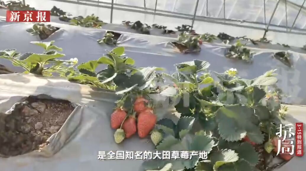▲大陸凍乾草莓農藥超標承業內不能說的「潛規則」。（圖／翻攝新京報）