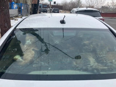 路邊轎車成「巨大貓砂盆」！　29隻貓困車內臭味沖天