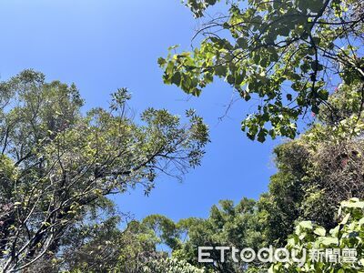 植物其實看得到你！專家：隨時監測環境，還會「借刀殺人」