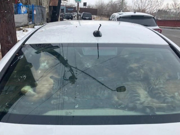 ▲轎車成巨大貓砂盆！美國29隻貓遭困車內　現場臭味沖天：全數獲救。（圖／翻攝自the dodo）