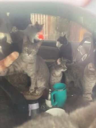 ▲轎車成巨大貓砂盆！美國29隻貓遭困車內　現場臭味沖天：全數獲救。（圖／翻攝自the dodo）