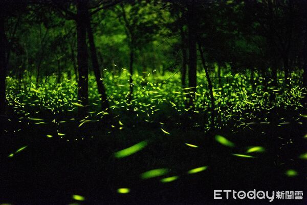 ▲大農大富平森園區現已調查到10種螢火蟲。（圖／花蓮分署提供，下同）