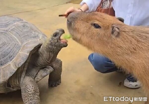 ▲。（圖／Threads@boyafang提供，請勿隨意翻拍，以免侵權。）