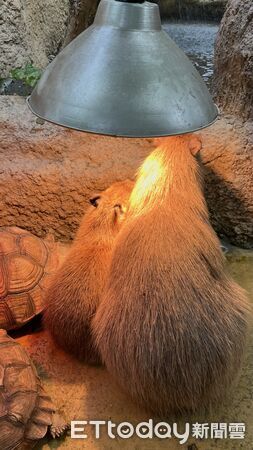 ▲。（圖／Threads@boyafang提供，請勿隨意翻拍，以免侵權。）