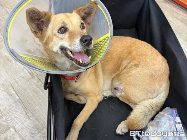 ▲雲林黃狗從5樓被丟下重傷　如今重獲新生找到新家：我叫勇醬！。（圖／Threads@lin19970823提供，請勿隨意翻拍，以免侵權。）