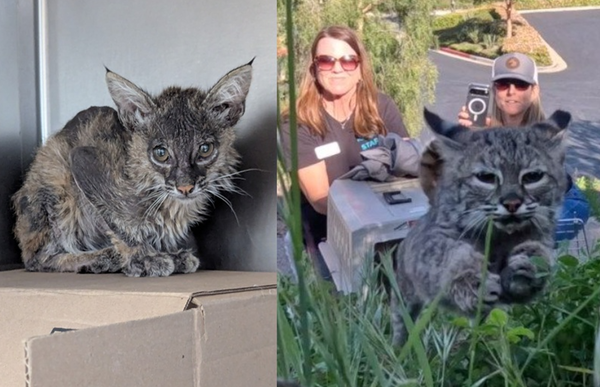 園丁樹叢遇垂死小貓　救回發現「不是一般家貓」4個月後獲重生。（圖／San Diego Humane Society）