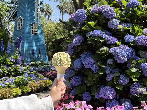 ▲花露農場繡球花季即日起開跑，2萬多花預計持續開至5月底 。（圖／花露農場提供,翻攝自粉專）