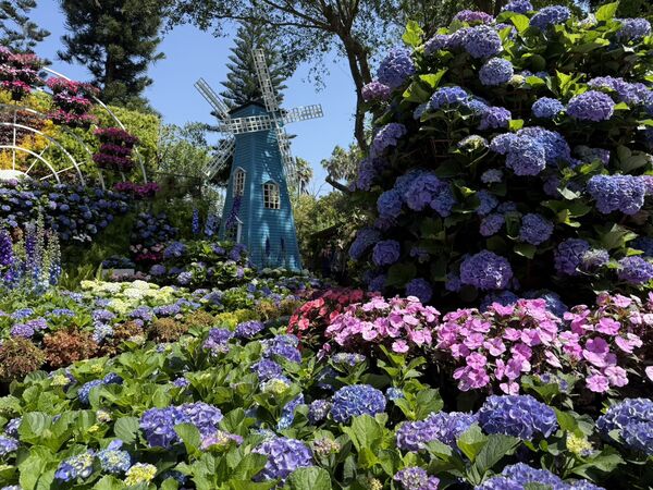 ▲花露農場繡球花季即日起開跑，2萬多花預計持續開至5月底 。（圖／花露農場提供,翻攝自粉專）