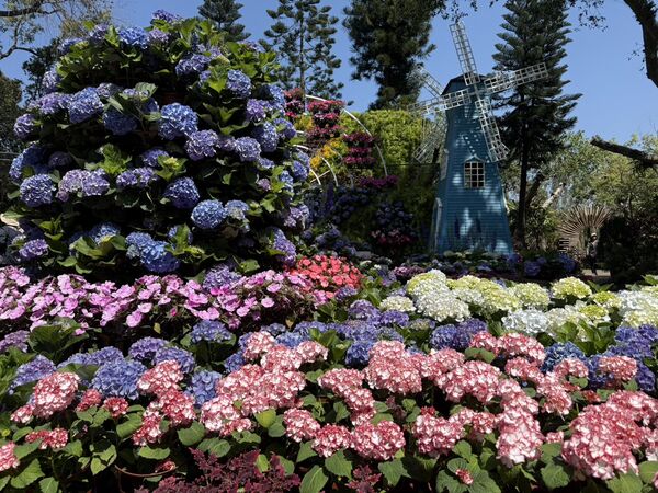 ▲花露農場繡球花季即日起開跑，2萬多花預計持續開至5月底 。（圖／花露農場提供,翻攝自粉專）