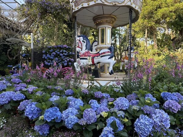 ▲花露農場繡球花季即日起開跑，2萬多花預計持續開至5月底 。（圖／花露農場提供,翻攝自粉專）