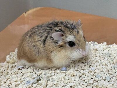 你敢養鬃獅蜥？　桃園市首季非犬貓特寵認養3/14開跑