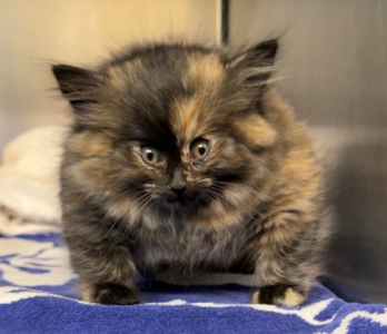 救到「氣球貓」整隻圓鼓鼓　獸醫也驚訝：第一次遇到這麼小的