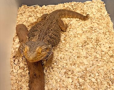 桃園毛孩認養公益市集登場　動保處：非犬貓特殊寵物認養夯