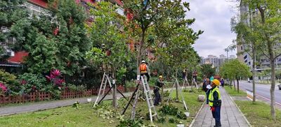 新北景觀樹木修剪認證課程　即日起開放報名3／18截止