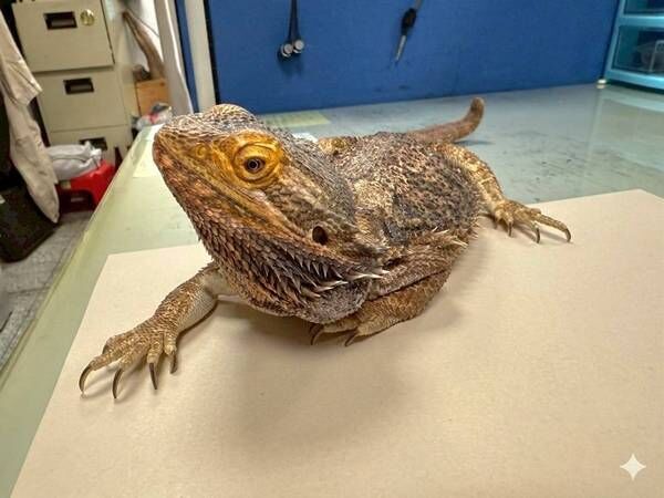 ▲桃園市第一季非犬貓特寵認養