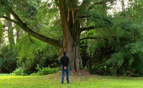 ▲梁朝偉首度演出歐洲電影《你是不會當樹嗎》。（圖／海鵬提供）