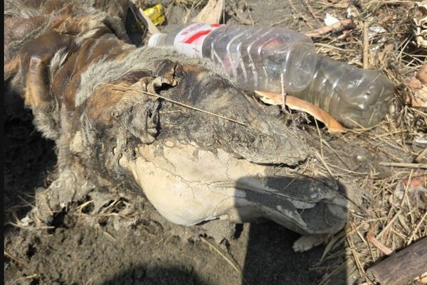 ▲疑似找到失蹤杜告犬的屍體。（圖／民眾提供）