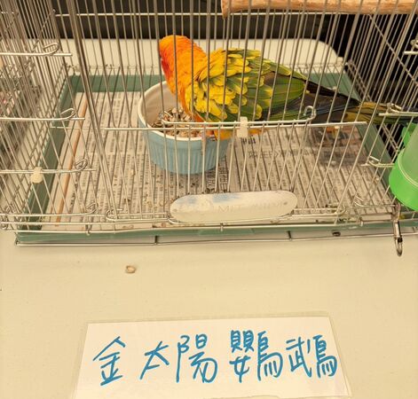▲2026桃園市毛孩認養公益市集在桃園藝文廣場舉辦，許多熱愛特殊寵物民眾前往參觀如金剛鸚鵡。（圖／市府農業局提供）